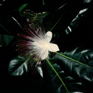 燈片樣片-MOFA109179CF-2020-12-PH00050-122