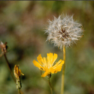 燈片樣片-MOFA109179CF-2020-12-PH00050-124