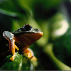 燈片樣片-MOFA109179CF-2020-12-PH00050-140