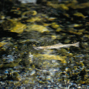 燈片樣片-MOFA109179CF-2020-12-PH00050-143