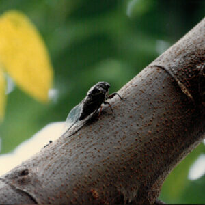 燈片樣片-MOFA109179CF-2020-12-PH00050-145