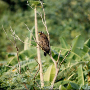 燈片樣片-MOFA109179CF-2020-12-PH00050-148