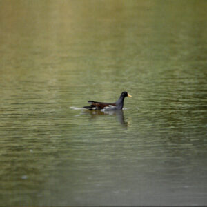 燈片樣片-MOFA109179CF-2020-12-PH00050-151