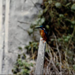 燈片樣片-MOFA109179CF-2020-12-PH00050-152