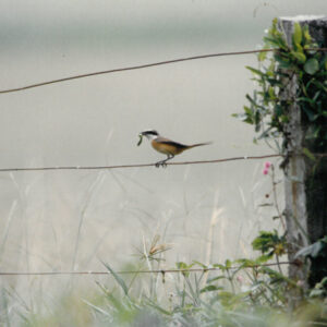 燈片樣片-MOFA109179CF-2020-12-PH00050-154