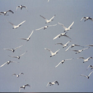 燈片樣片-MOFA109179CF-2020-12-PH00050-174