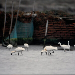 燈片樣片-MOFA109179CF-2020-12-PH00050-175