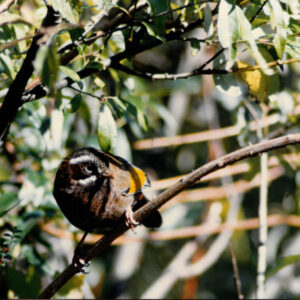 燈片樣片-MOFA109179CF-2020-12-PH00050-178