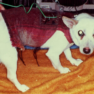 靜脈營養動物多糖念-MOFA109179CF-2020-12-SL00018-044