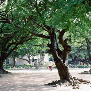 台中中正公園-MOFA109179CF-2020-12-SL00040-085