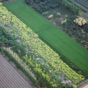 彰化田尾-MOFA109179CF-2020-12-SL00040-091