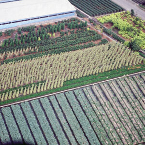 彰化田尾-MOFA109179CF-2020-12-SL00040-092