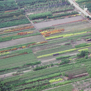 彰化田尾-MOFA109179CF-2020-12-SL00040-093