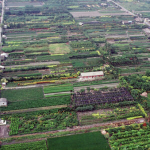 彰化田尾-MOFA109179CF-2020-12-SL00040-094