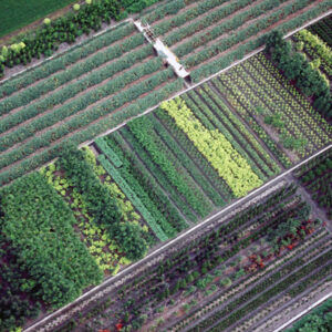 彰化田尾-MOFA109179CF-2020-12-SL00040-096