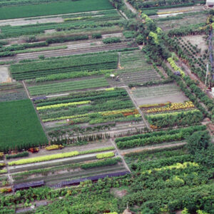 彰化田尾-MOFA109179CF-2020-12-SL00040-097