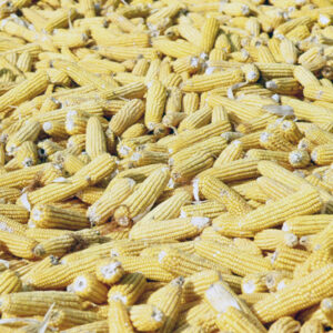 南投風光-MOFA109179CF-2020-12-SL00040-105