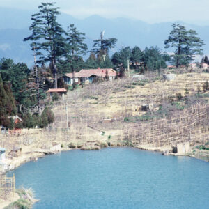 福壽山農場-MOFA109179CF-2020-12-SL00040-118