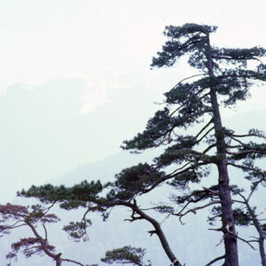 福壽山農場-MOFA109179CF-2020-12-SL00040-119