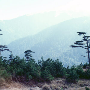 福壽山農場-MOFA109179CF-2020-12-SL00040-121