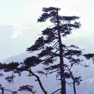 福壽山農場-MOFA109179CF-2020-12-SL00040-122