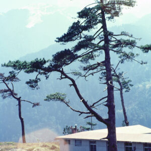 福壽山農場-MOFA109179CF-2020-12-SL00040-129