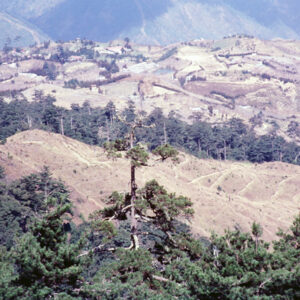 福壽山農場-MOFA109179CF-2020-12-SL00040-130