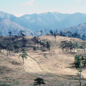 福壽山農場-MOFA109179CF-2020-12-SL00040-133