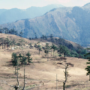 福壽山農場-MOFA109179CF-2020-12-SL00040-134