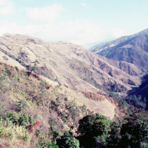 福壽山農場-MOFA109179CF-2020-12-SL00040-136