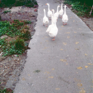 鹿港民俗館-MOFA109179CF-2020-12-SL00041-037