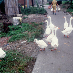 鹿港民俗館-MOFA109179CF-2020-12-SL00041-040