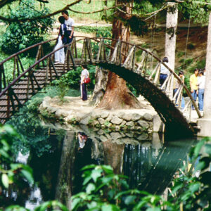 溪頭風光-MOFA109179CF-2020-12-SL00045-047