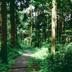 溪頭風光-MOFA109179CF-2020-12-SL00045-048