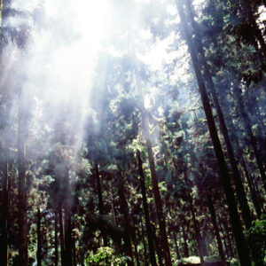 溪頭風光-MOFA109179CF-2020-12-SL00045-049