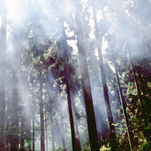 溪頭風光-MOFA109179CF-2020-12-SL00045-050