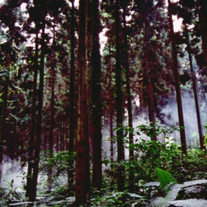 溪頭風光-MOFA109179CF-2020-12-SL00045-051