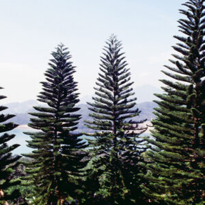 玄光寺-MOFA109179CF-2020-12-SL00045-053