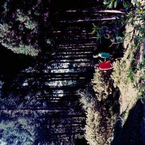 阿里山-MOFA109179CF-2020-12-SL00062-001