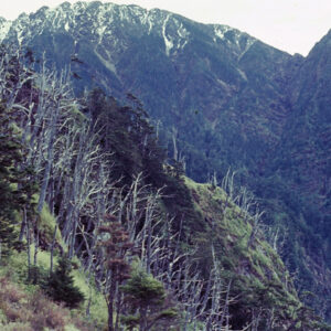 阿里山-MOFA109179CF-2020-12-SL00062-025