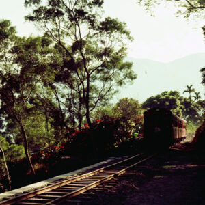 阿里山-MOFA109179CF-2020-12-SL00062-026