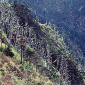 阿里山-MOFA109179CF-2020-12-SL00062-027