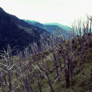 阿里山-MOFA109179CF-2020-12-SL00062-028