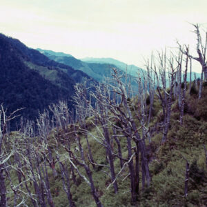 阿里山-MOFA109179CF-2020-12-SL00062-029