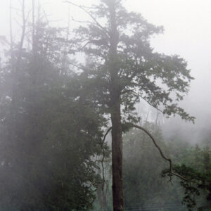 阿里山-MOFA109179CF-2020-12-SL00062-036