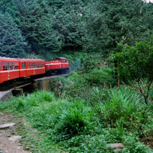 阿里山-MOFA109179CF-2020-12-SL00062-042