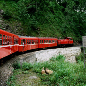 阿里山-MOFA109179CF-2020-12-SL00062-043