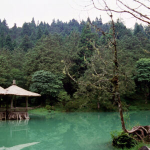 阿里山-MOFA109179CF-2020-12-SL00062-045