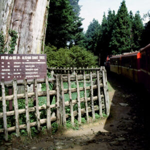 阿里山-MOFA109179CF-2020-12-SL00062-046