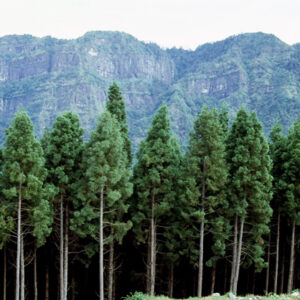 阿里山-MOFA109179CF-2020-12-SL00062-047